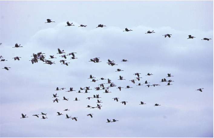 Sandhill cranes, fly past the viewing tower on their way to marshes at Jasper-Pulaski Fish and Wildlife Area on Monday. The Indiana Department of Natural Resources releases a count of migrating cranes each Tuesday; for Nov. 24, 2020 the agency reported 25,092.  Staff photo by Don Knight
