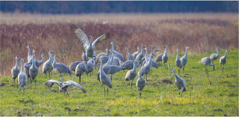 An hour before sunset, Sandhill cranes gather in Goose Pasture, about 200 yards from the parking lot for the observation tower. At sunrise the cranes fly out from their roost to surrounding fields to feed; at sunset many will gather in Goose Pasture before heading to their roost for the night. Staff photo by Don Knight