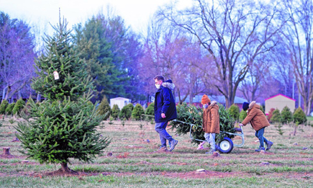A family wheels its freshly cut tree from the field at Sambol's Tree farm. (Tom Russo | Daily Reporter)