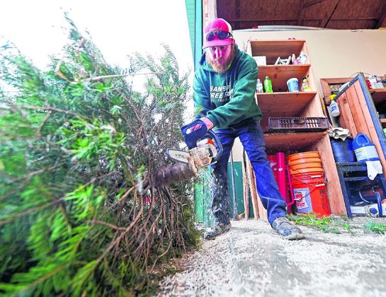 A worker at Sambol's Tree Farm trims the trunk of a holiday evergreen. (Tom Russo | Daily Reporter)
