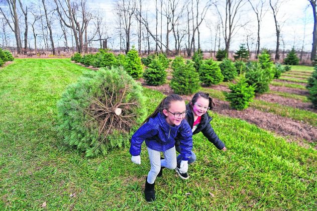 Ellayna, left, and Addy Grace Alspaugh pull together as they drag their Christmas tree from where it was cut at Sambol's Tree Farm. The crop of cut-able trees is smaller this season thanks to droughts that happened years ago. (Tom Russo | Daily Reporter)