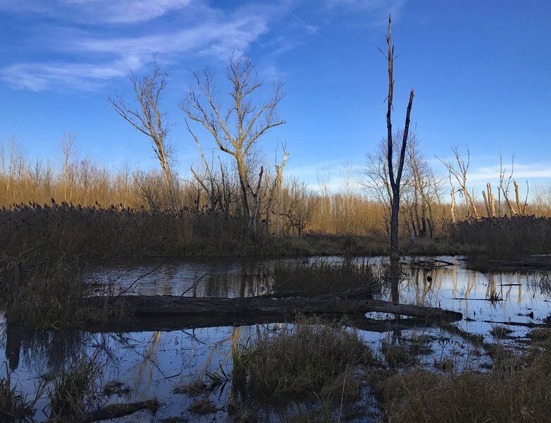 Wetlands in the fading sun: A Parke County wetlands grows darks as the late afternoon sun settles behind the trees. Photo by Mike Lunsford