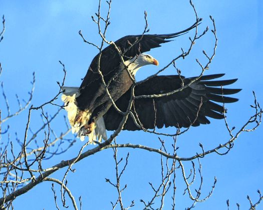 A bald eagle launches off a tree in Anchorage, Alaska, earlier this year. When Indiana sought to boost the state’s eagle population, it imported the birds from Alaska and brought them to Monroe Lake. Bob Hallinen | For The Tribune