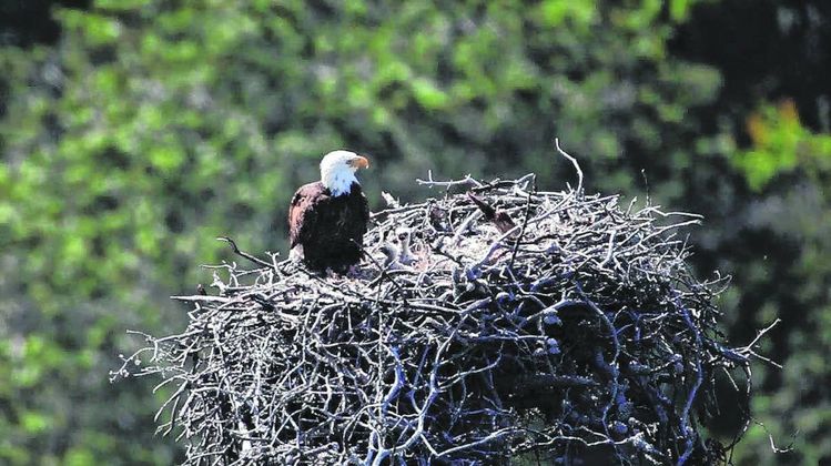 A new generation of bald eagles in Indiana. The state recently removed the bird from its endangered species list after 35 years of conservation programs to rebuild the population. Photo by Indiana Department of Natural Resources