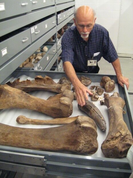 In this  2010 photo trained specialists number and categorize every cleaned and preserve bone housed in the Indiana State Museum in Indianapolis. Times of Northwest Indiana file photo