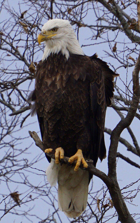 A bald eagle looks out from a perch in a large tree in the Rolling Prairie area, according to Patrick Meehan, who has spotted and photographed the bird multiple times. Eagles have at least six known nesting sites in La Porte County. Photo provided by Patrick Meehan