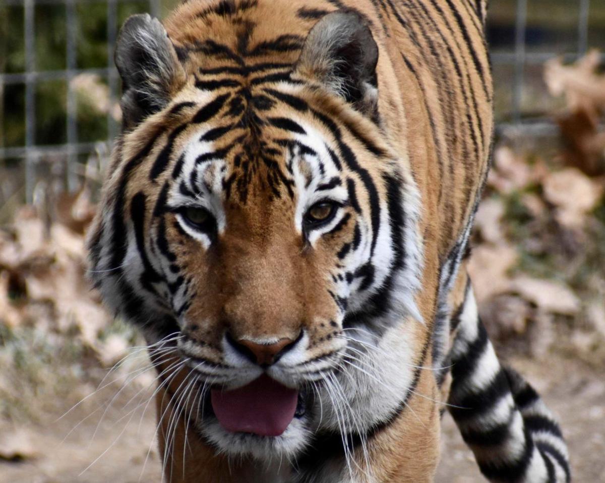 Luna, a tiger residing at Black Pine Animal Sanctuary in Albion, is pictured in this file photo from 2020. Contributed image