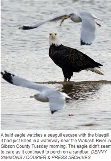 Endangered species list no longer includes bald eagles; but now, another threat has emerged