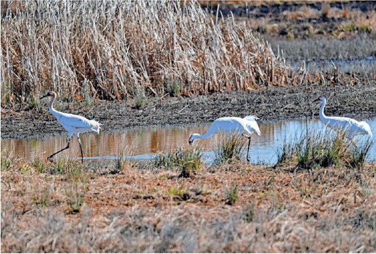 Whooping cranes, from left, chick W11-21, and his parents, feed while at Goose Pond Fish and Wildlife Area in Greene County on March 20. PHOTO PROVIDED BY HUITANG ZHOU