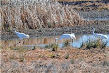 Surviving the winter: Rare whooping cranes appear to succeed in raising chick at Goose Pond Fish and Wildlife Area