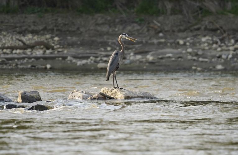 A Great Blue Heron perches on a rock in the Eel River at Riverside Park in Logansport, Tuesday, May 10, 2022. Staff photo by Jonah Hinebaugh