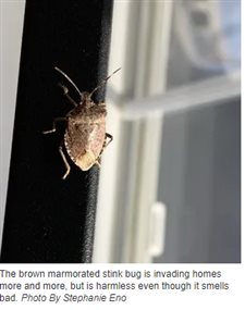 Finding bugs in your home? Here's which ones are invasive and why you should kill them