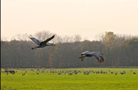 Two sandhill cranes prepare to land at Jasper-Pulaski Fish & Wildlife Area during the annual fall migration. Indiana is preparing to spend $25 million of its federal American Rescue Plan Act funds to acquire and preserve similar lands. Provided image