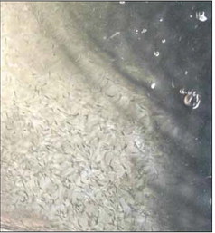 These thousands of quarter-inch walleye fry are so small they look like a swarm of bugs. Staff photo by Lew Freedman

