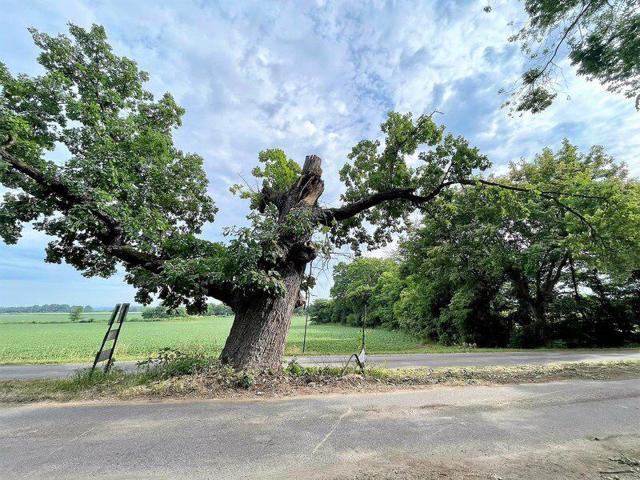 Fading tree: The oak growing in the middle of Greencastle Road in northeastern Vigo County has lost portions of its branches and has hollow areas, county officials have learned. Its instability prompted county officials to temporarily close the road at the nearest intersections leading to the tree. Photo courtesy Brendan Kearns