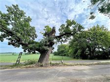 Trees in odd places stir curiosity in other Midwestern communities, too, not just Vigo County, Indiana