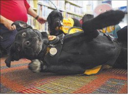 Kalli, a 7-year-old black labrador retriever, demonstrates the “Stop, Drop, and Roll” technique for putting fires out during the Fire Safety with Kasey program at the Galveston Public Library in Galveston on Thursday, July 21, 2022. Staff photo by Jonah Hinebaugh