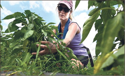 Fresh from the garden: Kindred Roots Farm employee Loriann Goodier (above) picks green peppers for customers on Wednesday. Kindred Roots Farm owner Josh Mason (top) stands next to rows of beans at the business on Wednesday. Tribune-Star/Joseph C. Garza