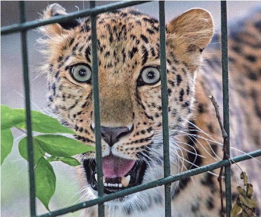 The Potawatomi Zoo has a new Amur leopard, Anastasia, seen Tuesday. PHOTOS BY CHLOE TROFATTER/SOUTH BEND TRIBUNE