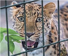 New arrival at South Bend's Potawatomi Zoo: Amur leopard comes to stay where her mother was born
