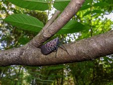 Invasive spotted lanternfly has now been seen in northern Indiana