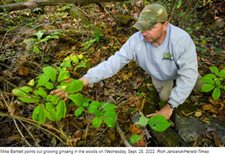 On the hunt for ginseng: Hoosiers search woodland areas for root that's valuable and now 'in season'