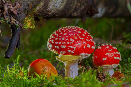 Agaric, or “gilled,” mushrooms are among those fungi that some scientists believe have particular value in efforts to rehabilitate certain forested areas that have been affected by severe weather events. 
Submitted photo | Pixabay