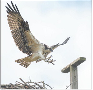 An osprey lands on a nesting platform at the Red-tail Nature Preserve near Muncie. Volunteers with the Red-tail Land Conservancy say the return of the osprey to the area is a success story for the restoration of the preserve. Submitted photo | Mike Mosier