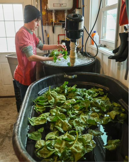 Murphy Taylor cleans freshly harvested spinach Wednesday at the Perkins Good Earth Farm in Demotte. John J. Watkins, The Times