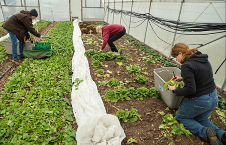Murphy Taylor, left, harvests spinach as Faith Anema and Wendy Hager cut head lettuce Wednesday at the Perkins' Good Earth Farm in Demotte. Good Earth is one of the original members of the Region Roots Local Food and Farm Hub. Staff photo by John J. Watkins