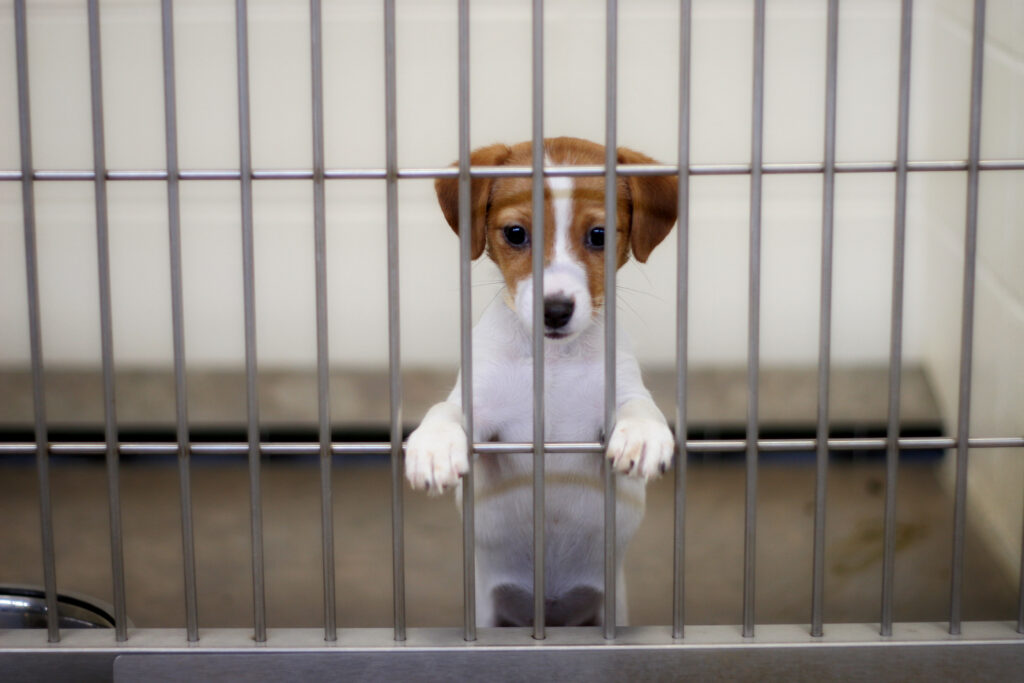 Companion bills would stop cities and towns from blocking dog and cat sales in pet stores. Animal advocates say plenty of pets are available from shelters. (Getty Images)