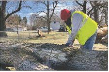 Jon Edgell works on a tree trunk felled by workers with Modern Tree Solutions at a residence in Noblesville recently. Andy Knight | The Herald Bulletin