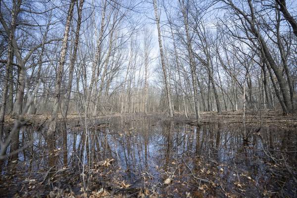 Water gathers in an area adjacent to the the Oak Savannah Trail in the Oak Ridge Prairie in Griffith on Thursday, March 30, 2023. (Kyle Telechan for the Post-Tribune)