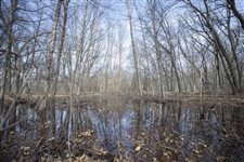Conservationists: Indiana wetlands amendment would strip protections, worsen flooding issues