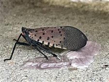 It’s time to watch for and report findings of spotted lanternfly eggs