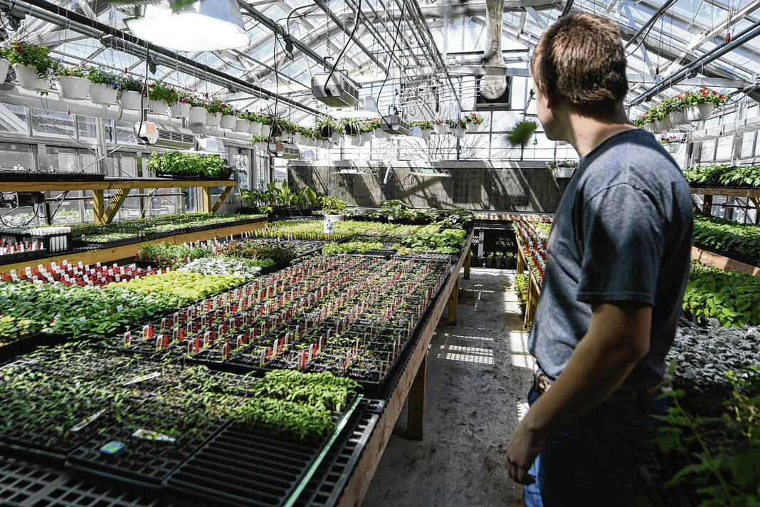 Franklin Community High School senior Jasper Carter in the high school’s greenhouse. ANDY BELL-BALTACI | DAILY JOURNAL