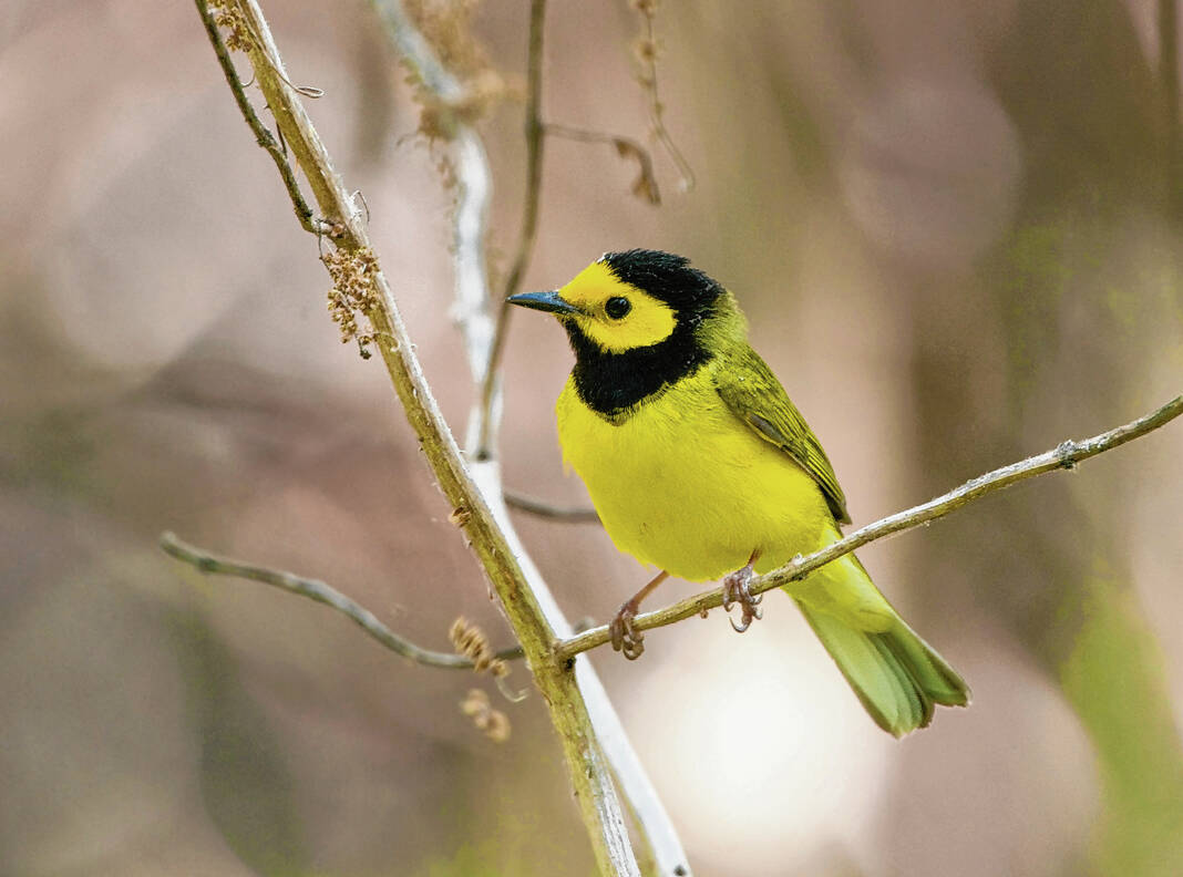 A hooded warbler sits on a branch at Betly Woods at Glacier’s End, a nature preserve located in the southern part of Johnson County. The preserve is part of the Hills of Gold conservation area, a 1,500-acre area that is one of the most biodiverse places in Indiana. SUBMITTED PHOTO