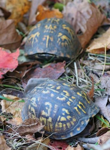 A pair of Eastern box turtles close their shells to a snooping photographer in a Parke County woodland. Photo by Mike Lunsford