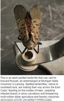 Dreaded lanternfly spotted in Elkhart and Mishawaka likely got here via rail