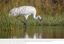 Conserving cranes: Education plays a key role in protecting endangered Whooping Cranes that rely on Indiana for habitat