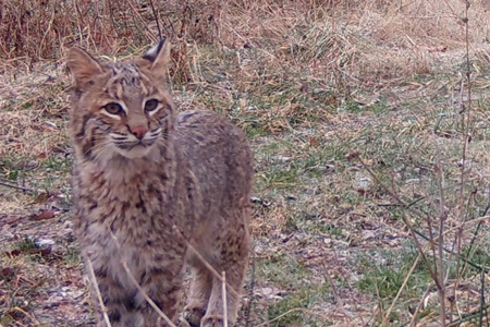 A bobcat sighted on a trail cam. (Courtesy, Sycamore Land Trust)