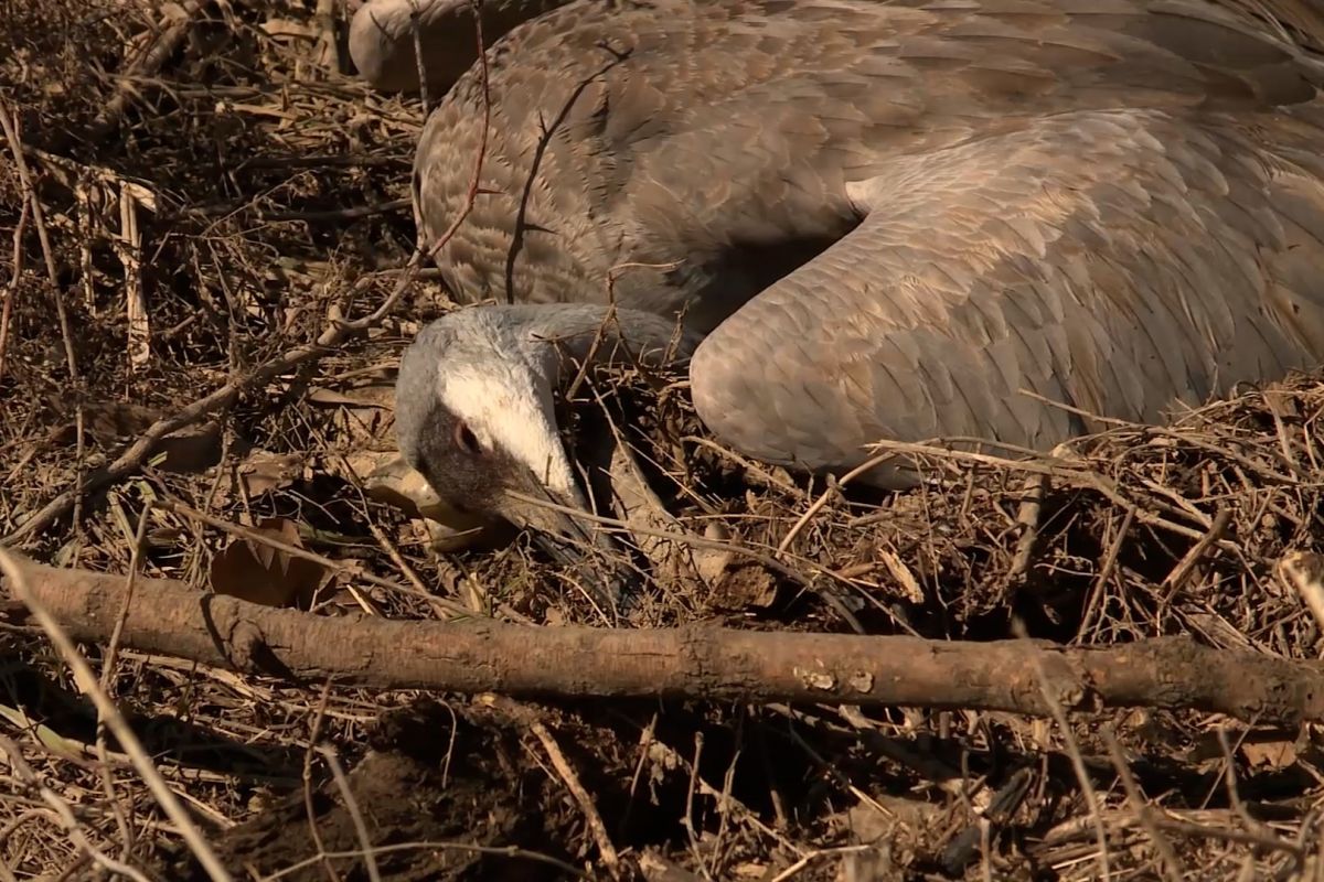 One of the several dozen dead cranes found near Highway 50. (Devan Ridgway/WTIU News)