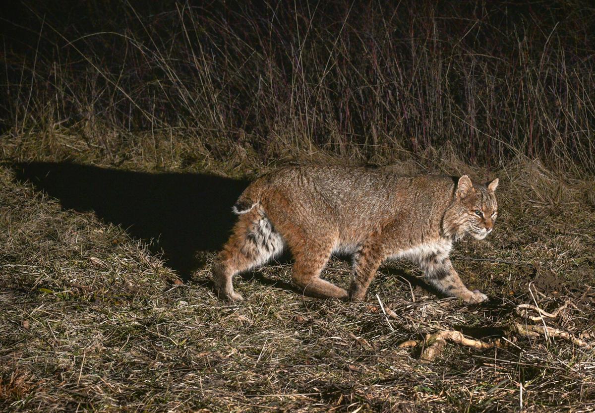 The Natural Resources Commission gave final approval Tuesday to the rules for Indiana's first bobcat trapping season. The rules permit up to 250 bobcats to be trapped and killed in 40 southern Indiana counties from Nov. 8 through Jan. 31. Indiana DNR photo