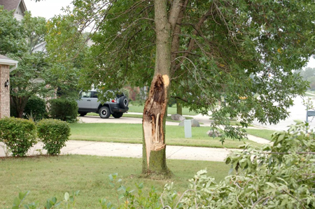 Part of a tree is newly exposed after a branch has been sheared off during a storm. If you're unsure whether to remove the tree, a Purdue University expert advises getting an opinion from a licensed and certified arborist, one who does not also sell tree removal services. (Courtesy photo)