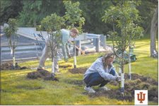 IU Kokomo starts orchard on campus to increase biodiversity