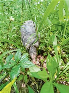 Armadillos sighted in Johnson County
