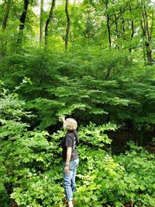Soil and Water Conservation Districts help with ID'ing invasive plants in Daviess, Martin and Orange counties