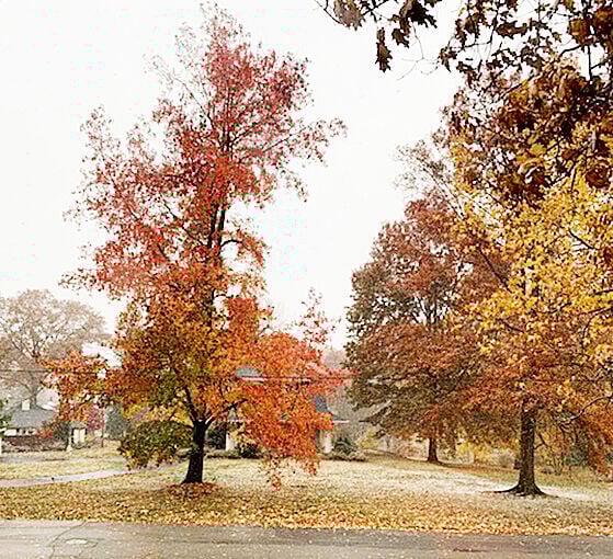 Flush with red, yellow and orange leaves, trees along a Greencastle street in the Northwood Addition brighten the fall landscape. Banner Graphic/ERIC BERNSEE