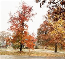 Mayor urges Greencastle Tree Board urged to branch out, ponder city planting needs