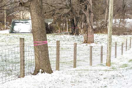 IBJ photo/Chad Williams)